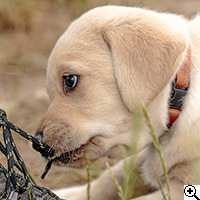 © Working Golden Retriever of Enchanted Garden