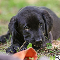 © Working Golden Retriever of Enchanted Garden