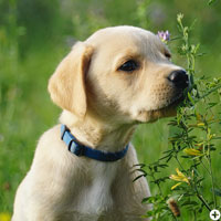 © Working Golden Retriever of Enchanted Garden