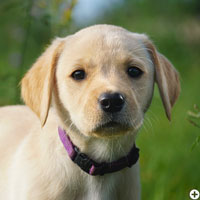 © Working Golden Retriever of Enchanted Garden