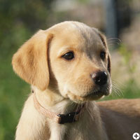 © Working Golden Retriever of Enchanted Garden