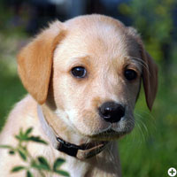 © Working Golden Retriever of Enchanted Garden