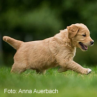 Henriette
