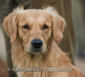 © Working Golden Retriever of Enchanted Garden