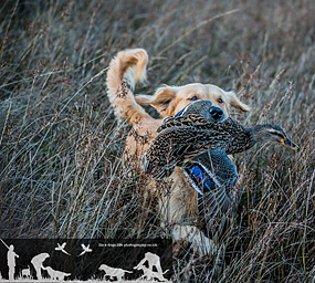 © Working Golden Retriever of Enchanted Garden