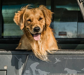 © Working Golden Retriever of Enchanted Garden