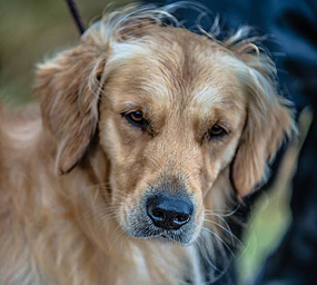 © Working Golden Retriever of Enchanted Garden