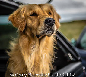 © Working Golden Retriever of Enchanted Garden