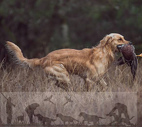© Working Golden Retriever of Enchanted Garden