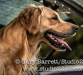 © Working Golden Retriever of Enchanted Garden