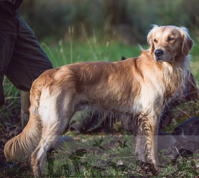 © Working Golden Retriever of Enchanted Garden