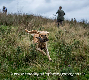 © Working Golden Retriever of Enchanted Garden