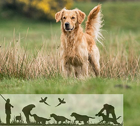 © Working Golden Retriever of Enchanted Garden