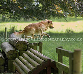 © Working Golden Retriever of Enchanted Garden