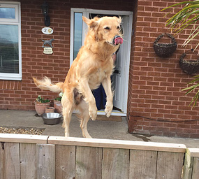 © Working Golden Retriever of Enchanted Garden