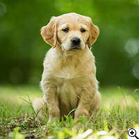 © Working Golden Retriever of Enchanted Garden