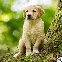 © Working Golden Retriever of Enchanted Garden