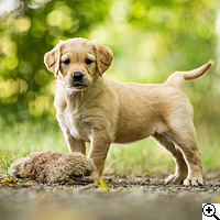 © Working Golden Retriever of Enchanted Garden