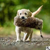 © Working Golden Retriever of Enchanted Garden