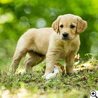 © Working Golden Retriever of Enchanted Garden