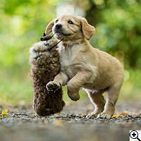 © Working Golden Retriever of Enchanted Garden