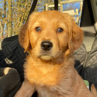 © Working Golden Retriever of Enchanted Garden