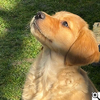 &copy; Working Golden Retriever of Enchanted Garden