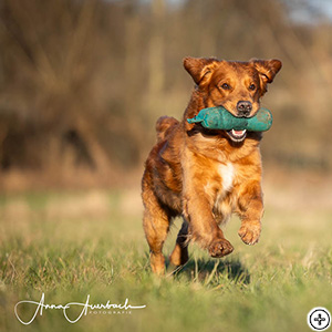 Weljesten Trust Sisu Au