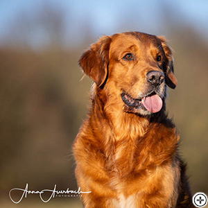 Weljesten Trust Sisu Au