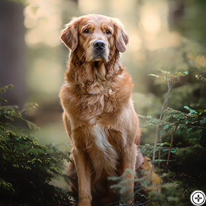 Weljesten Trust Sisu Au