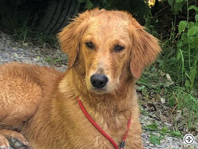 FELLOWHUNTER DIAMOND TILDA