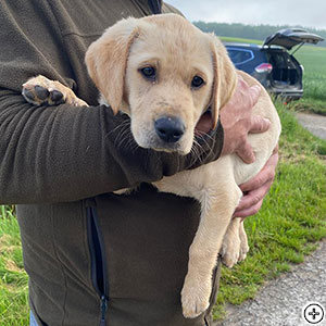 Quick Stepers No Limits *Limmi*