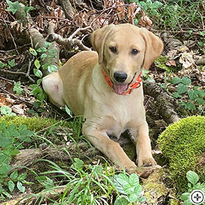 Quick Stepers No Limits *Limmi*