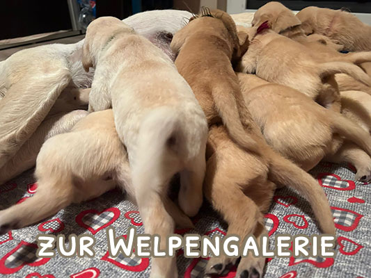 Labrador B-Wurf