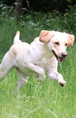 Quick Stepers No Limits