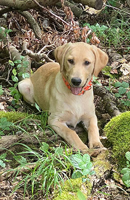 Quick Stepers No Limits