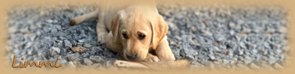 Quick Stepers No Limits